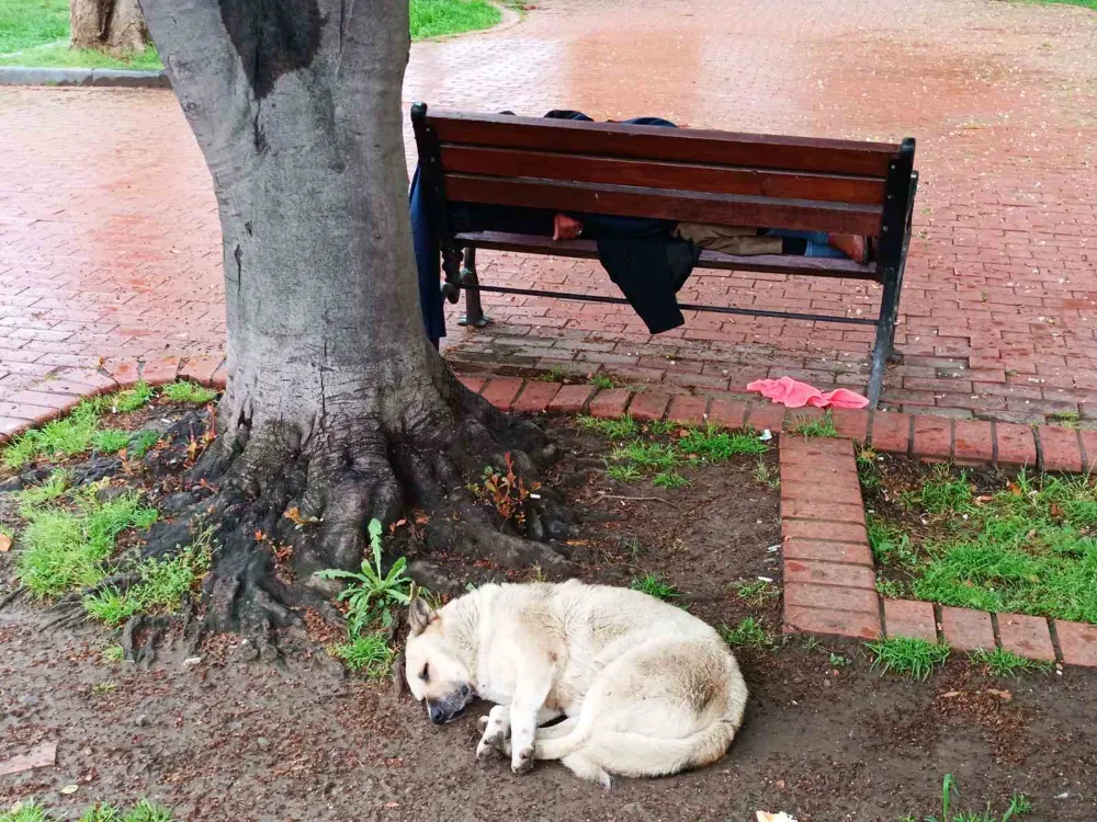 Samsun’da Sokak Köpeğinden Duygulandıran Anlar