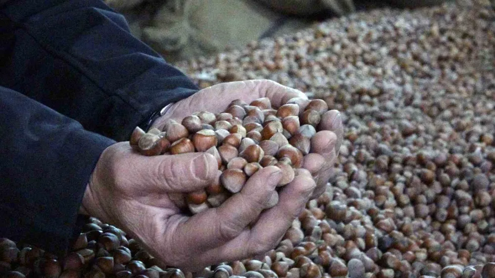 Fındık Fiyatları Düşüşe Geçti