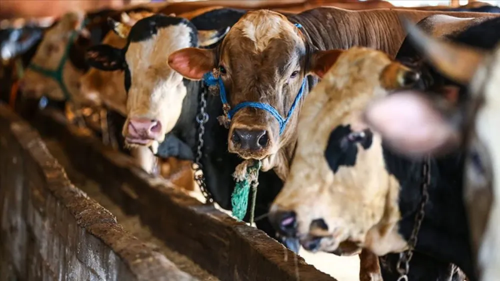 Kurban Pazarları Kuruluyor: Son Durum Ne?