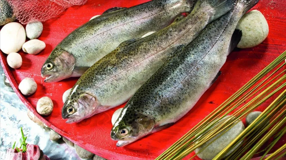 Doğu Karadeniz
