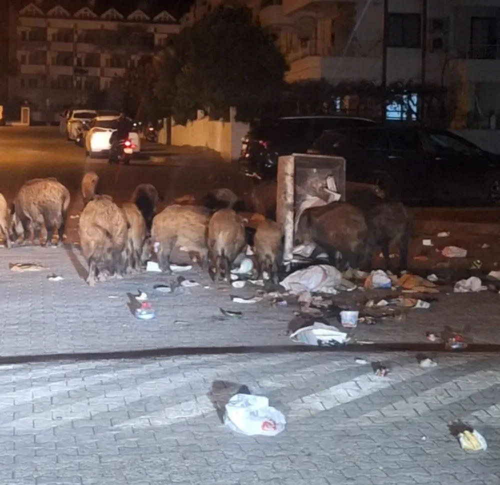 Marmaris’te Yaban Domuzları Sokaklarda