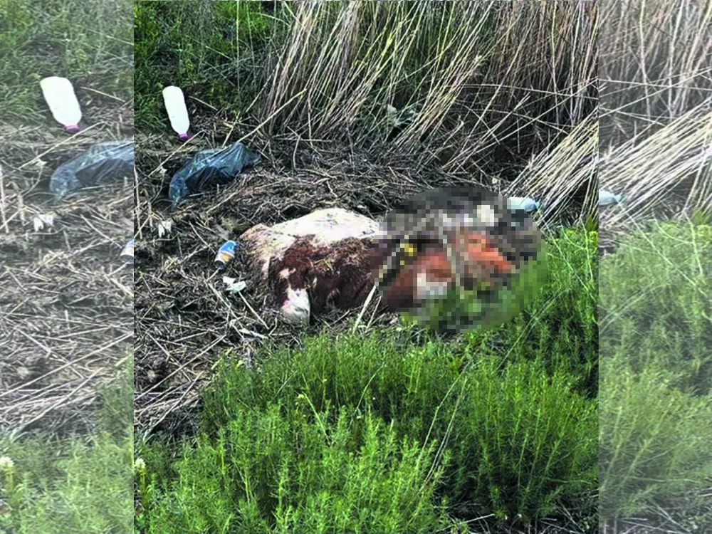 Ankara Polatlı’da Sel Felaketi: 17 Büyükbaş Hayvan Telef Oldu