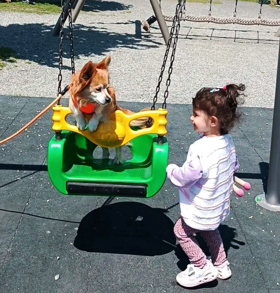  Samsun’da Evcil Köpeğin Salıncak Keyfi Yüzleri Güldürdü