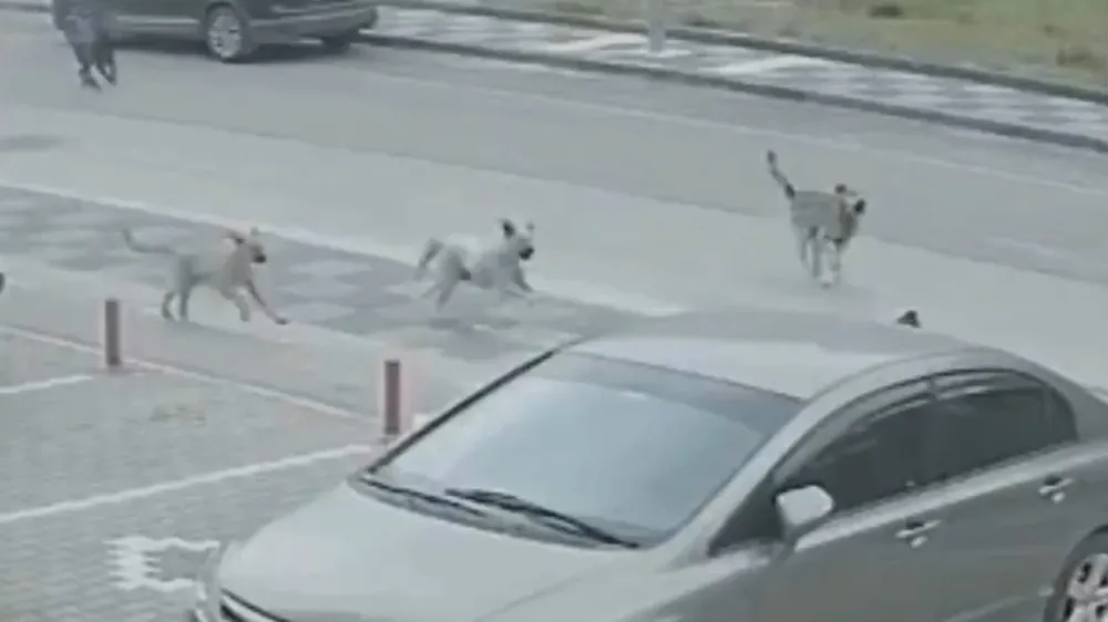 Ankara Mamak’ta Başıboş Köpek Dehşeti