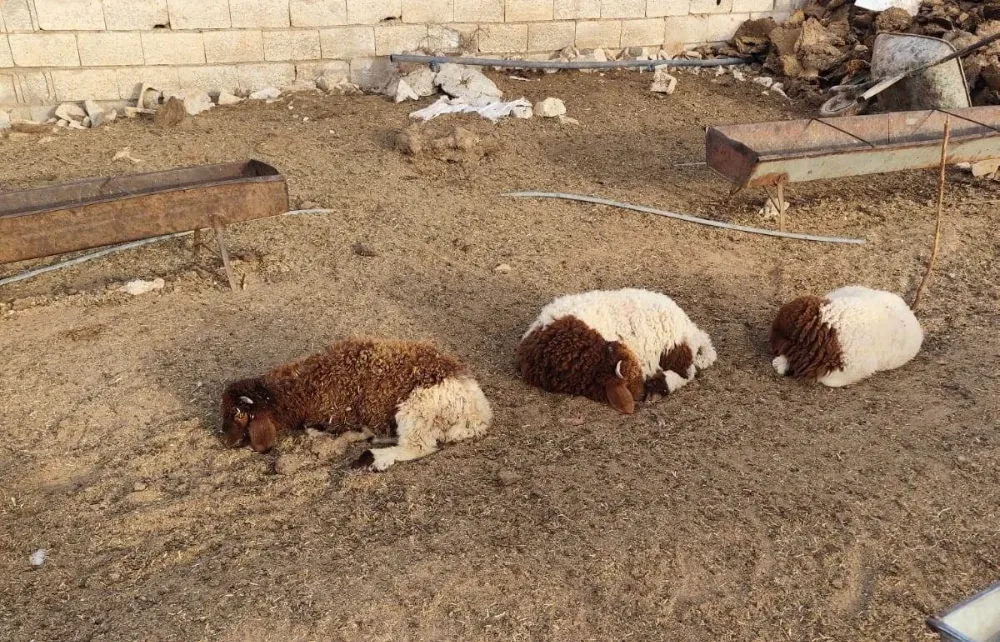 Şanlıurfa’da Başıboş Köpekler 33 Kuzuyu Telef Etti