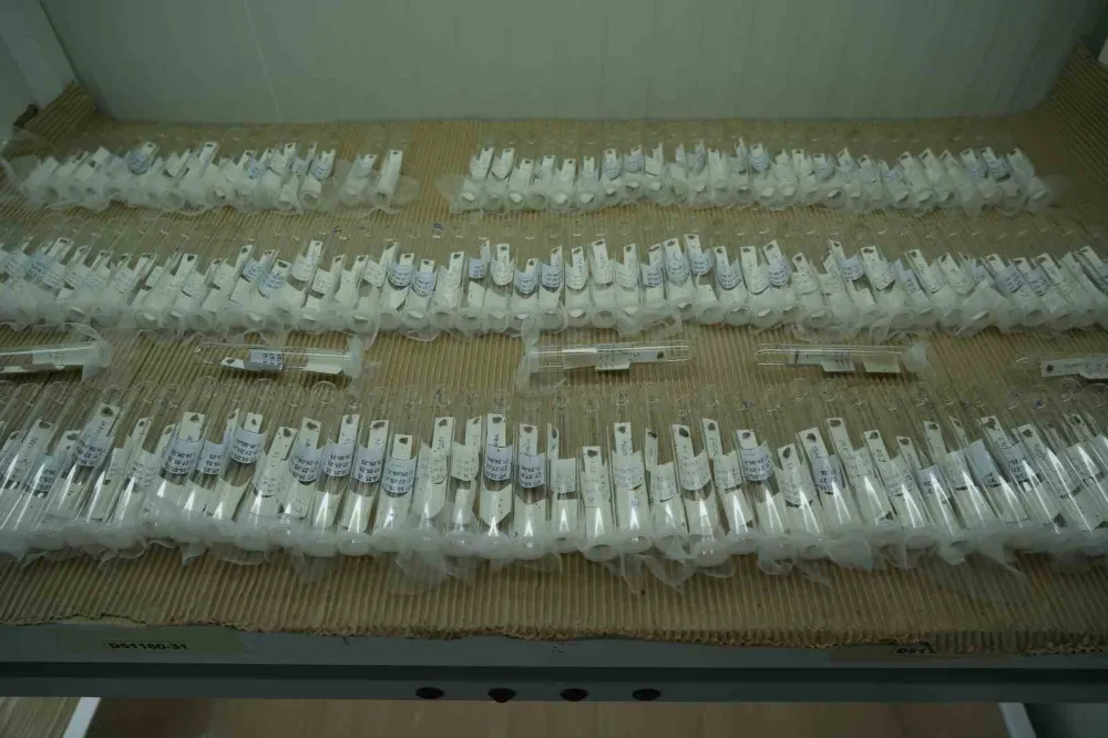 Samuray Arısıyla Kahverengi Kokarcaya Karşı 1 Milyonluk Hamle