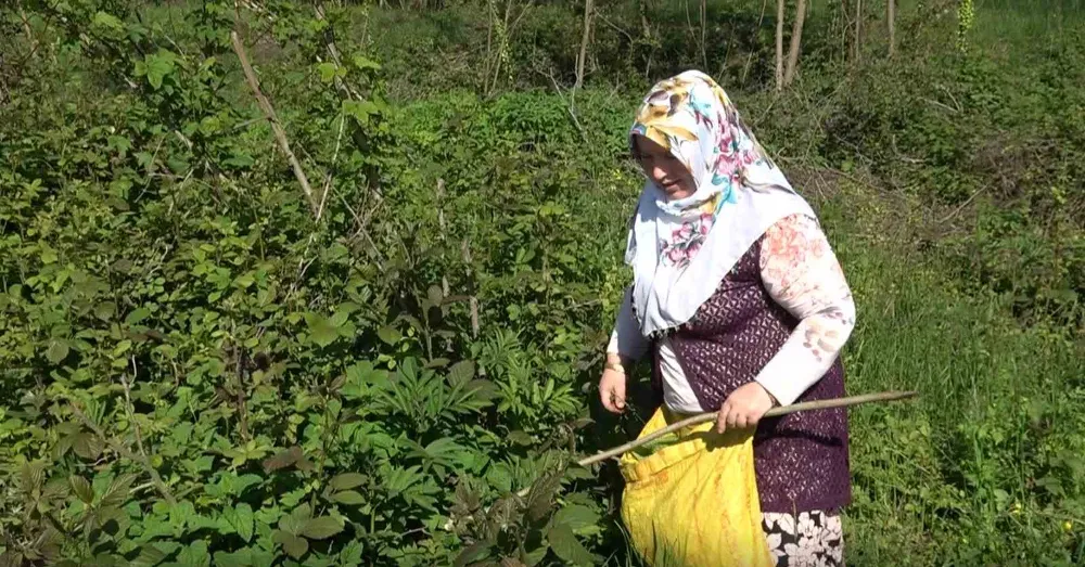 Karadeniz