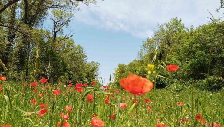 Bahar Alerjilerine Dikkat: Polenler Astım ve Riniti Tetikliyor