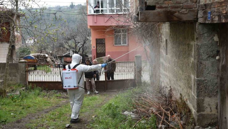 Atakum’da Kahverengi Kokarca ile Yoğun Mücadele