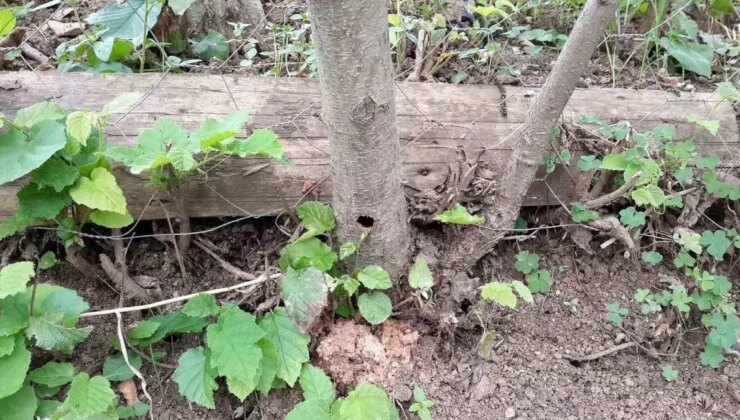 Trabzon’da Drakula Böceği ile Mücadele Son Evrelerine Geliyor