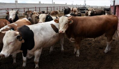 2025 kurbanlık fiyatları netleşmeye başladı