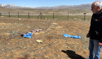 Kayseri’de Başıboş Köpekler Yaşlı Adamı Öldürdü