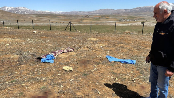 Kayseri’de Başıboş Köpekler Yaşlı Adamı Öldürdü