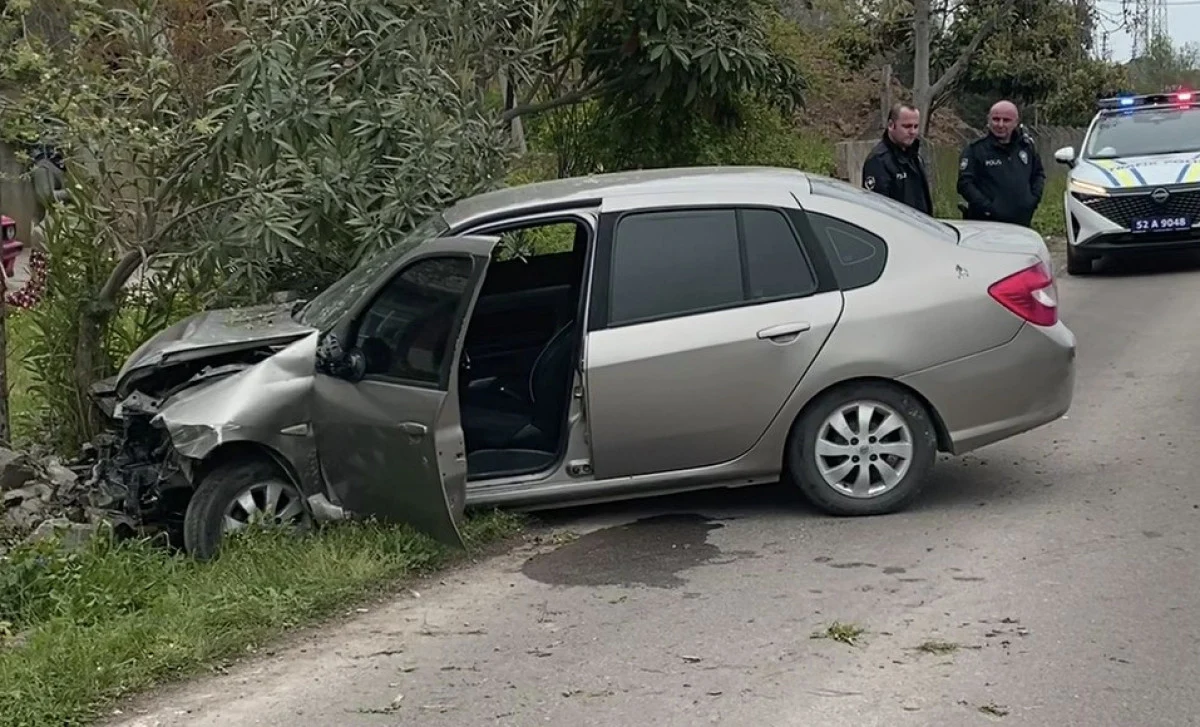 Sokak Köpekleri