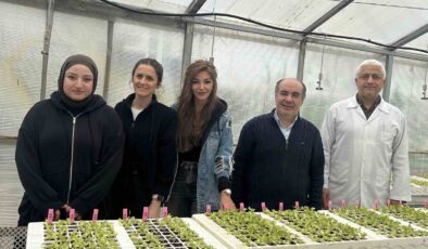 OMÜ’den Fusarium’a Dirençli Yerli Marul Geliştirme Projesi