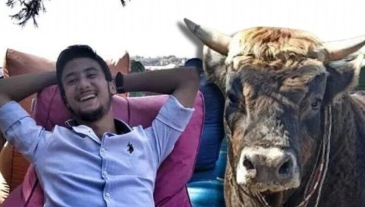 Güreş boğası can aldı!