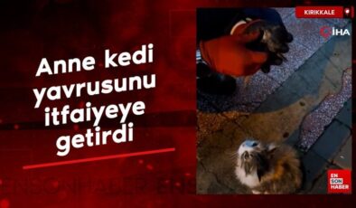 Kırıkkale’de anne kedi hasta yavrusunu tedavi için itfaiyeye getirdi