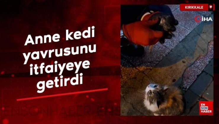 Kırıkkale’de anne kedi hasta yavrusunu tedavi için itfaiyeye getirdi