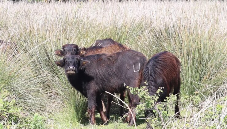 Manda Islah Projesi ile Verim Kaybının Önü Geçiliyor