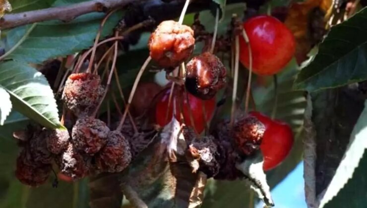 Samsun’da Çiçek Monilyası Hastalığına Dikkat!