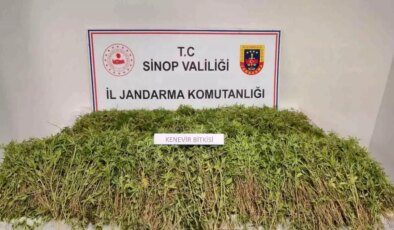 Sinop’ta 31 Bin Kök Kenevir Ele Geçirildi