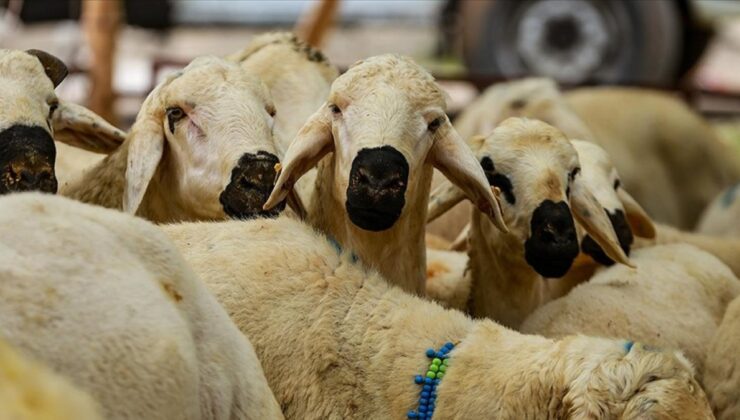 Sivas’ta kurban ve kesim fiyatları belirlendi