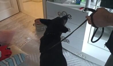 Narkotik köpeği Tony 1.7 kilo metamfetamin yakaladı