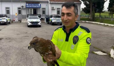 Yaralı Doğan Koruma Altına Alındı