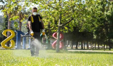 Samsunda Kene İlaçlaması Başladı: Parklar Güvende