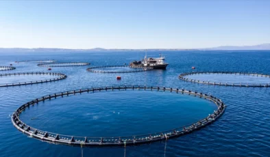 Türkiye’de Su Ürünleri Üretimi 2024’te Geriledi