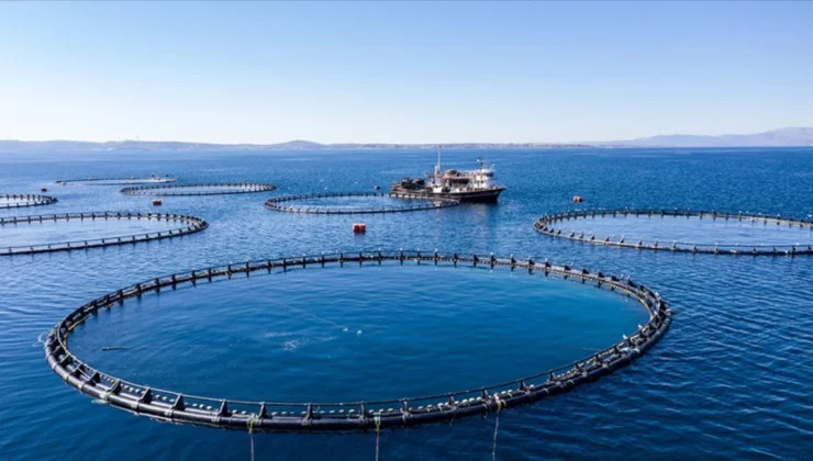 Türkiye’de Su Ürünleri Üretimi 2024’te Geriledi