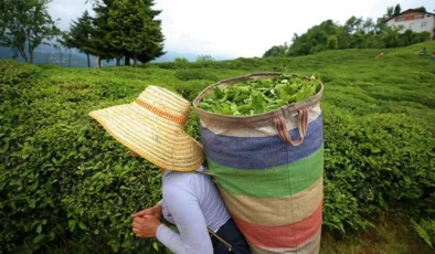 Rize’de Çay Rekoltesinde %20 Düşüş
