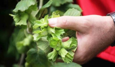 Samsun Fındık Üretiminde Tarih Yazıyor