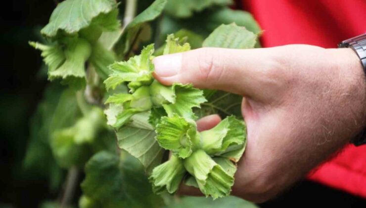 Samsun Fındık Üretiminde Tarih Yazıyor