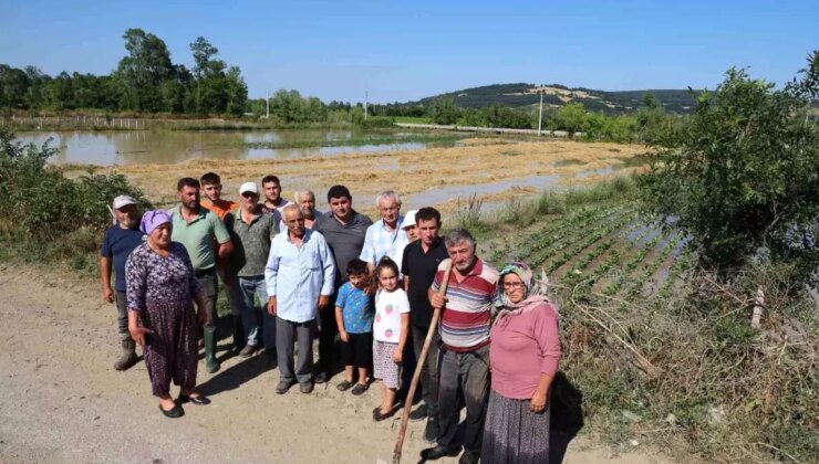 Bafra’da Su Taşkını Üreticileri Mağdur Etti