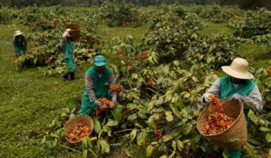 “Brezilya tarifelerinden kahve piyasası olumsuz etkilenecek”