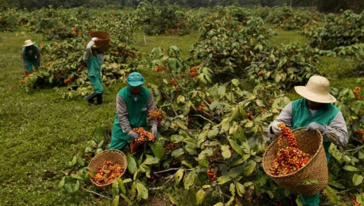 “Brezilya tarifelerinden kahve piyasası olumsuz etkilenecek”