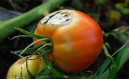 Çürüyen domates nasıl değerlendirilir?
