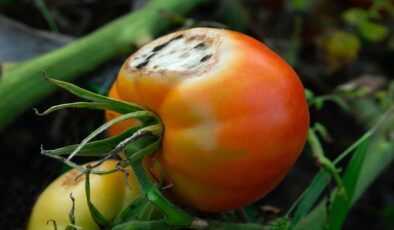 Çürüyen domates nasıl değerlendirilir?