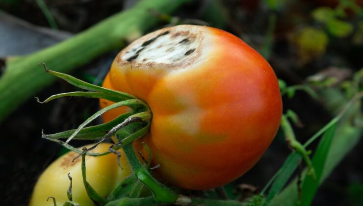Çürüyen domates nasıl değerlendirilir?