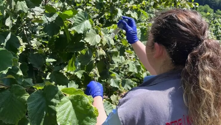 Giresun’da Samuray Arıları Doğaya Salındı