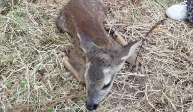 Ordu’da Yaralı Yavru Karaca Tedavi Altına Alındı