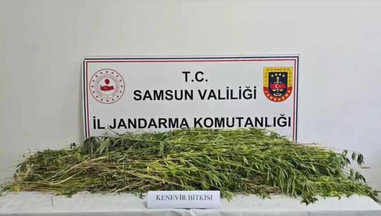 Samsun’da 5 Bin 608 Kök Hint Keneviri Ele Geçirildi