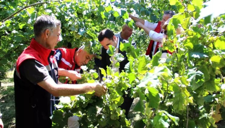 Samsun’da Fındık Rekolte Tahmin Çalışmaları Devam Ediyor