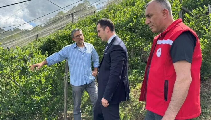 Samsun’da Yaban Mersini Bahçesi Kuruluyor