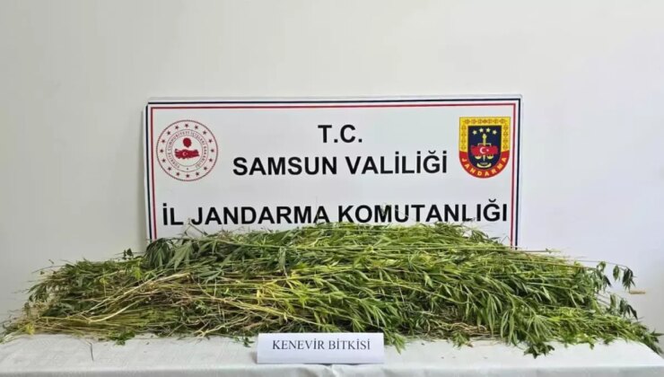 Samsun’un Havza ilçesinde 5 bin 608 kök kenevir ele geçirildi