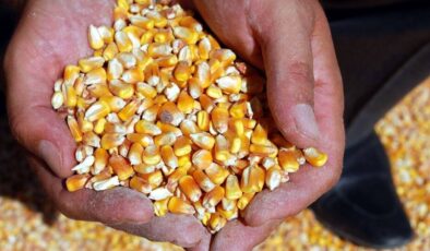 Sıfır gümrükle 500 bin ton mısır ithalat kararına çiftçiden 6 soru