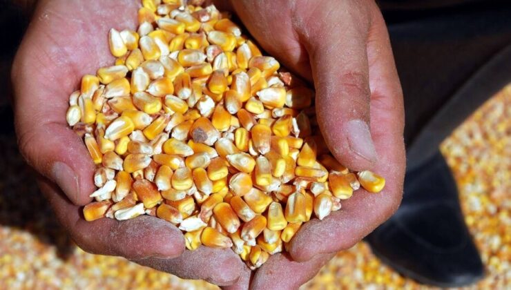 Sıfır gümrükle 500 bin ton mısır ithalat kararına çiftçiden 6 soru