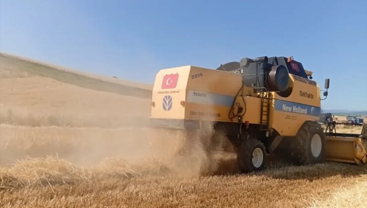 Vezirköprü’de Buğday Hasadı Başladı