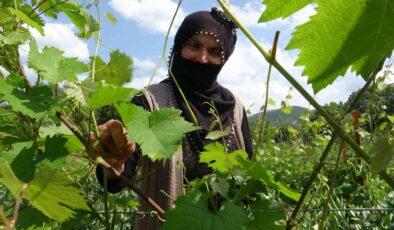 Tokat’ta Meyvecilikte Yeni Dönem: Örtü Altı Üretim Öne Çıkıyor